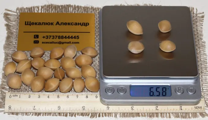 Seed preparation and germination