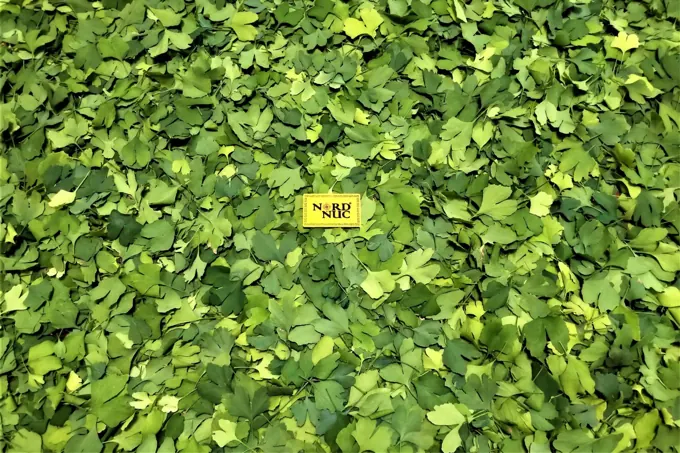 Leaf harvest & raw material