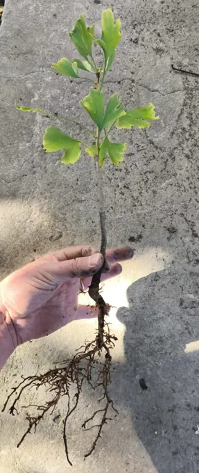 Root-system assessment and selection