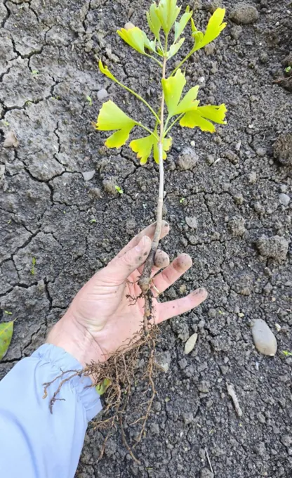 Root-system assessment and selection